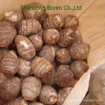 Taro chinês de Shandong Boren